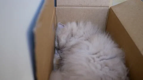 Motion of sleepy persian cat inside box with 4k resolution Video stock 91720080