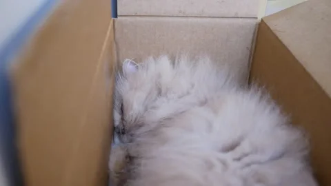 Motion of sleepy persian cat inside box with 4k resolution Video stock 91720819