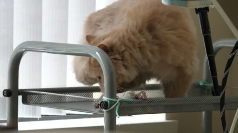 Motion of sleepy Persian cat lying on food trolley with 4k resolution Video stock 265974111