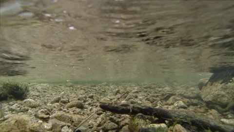 Motion Slider Underwater. Stock Footage 87537211