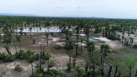 A MOTION SLOW WITH DRONE OVER ECOSYSTEM IN BRAZIL Stock Footage 101475137