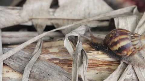 Motion snail, HD video Stock Footage 56334343