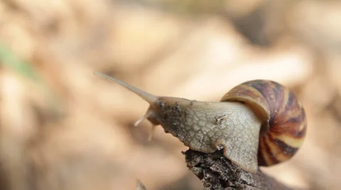 Motion snail, HD video 스톡 동영상 56334390