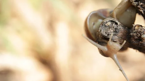 Motion snail, HD video 스톡 동영상 56334958