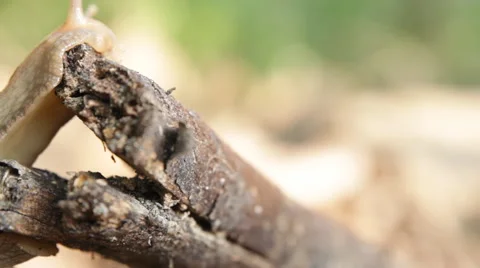 Motion snail, HD video 스톡 동영상 56334989
