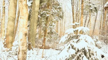 Motion in the snowy coniferous winter forest Stock Footage 86008695