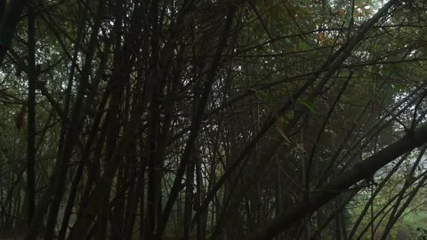 Motion sort of deep green jungle. Stock Footage 230035238