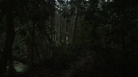 Motion sort of deep green jungle. Stock Footage 230035263
