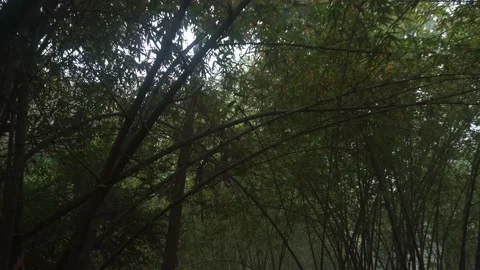 Motion sort of deep green jungle. Stock Footage 230035349