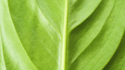 Motion on the surface of the plant leaf Stock Footage 104983175