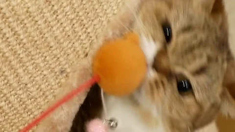 Motion of tabby cat playing toy with people at home with 4k resolution. Stock Footage 83358645