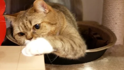 Motion of tabby cat playing toy on floor at home with 4k resolution. Stock Footage 83893961