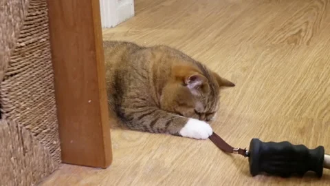 Motion of tabby cat watching and playing with people at home Stock Footage 95508598