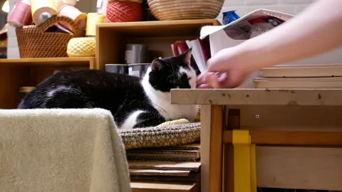 Motion of tabby cat watching and playing with people at home Video stock 100610632