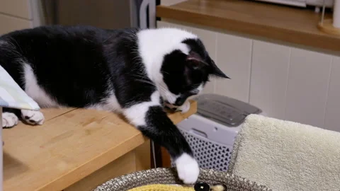Motion of tabby licks paw at home with 4k resolution. Stock Footage 100577317
