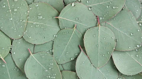 Motion of the Texture made of green eucalyptus leaves with raindrop, dew Stock Footage 150333740