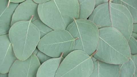 Motion of the Texture made of green eucalyptus leaves, rotation. Natural medical Stock Footage 151197712