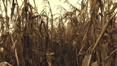 Motion throgh corn plants Stock Footage 141820545