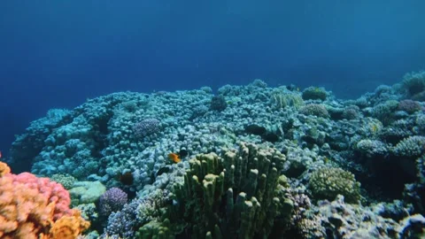Motion through coral garden in the deep of the Red Sea Video stock 341300764