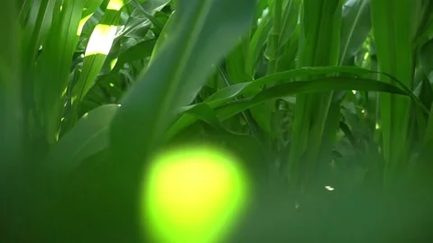 Motion through corn plants growing in field at farmland Stock Footage 139443594