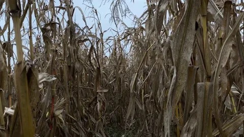 Motion through dry corn farm field plants Stock Footage 141798345