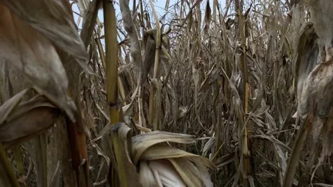 Motion through dry corn farm field plants Stock Footage 141809304