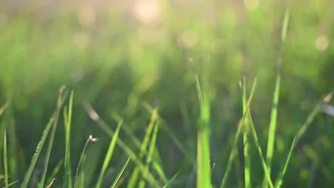 Motion through field with long grass Stock-Footage 202064043