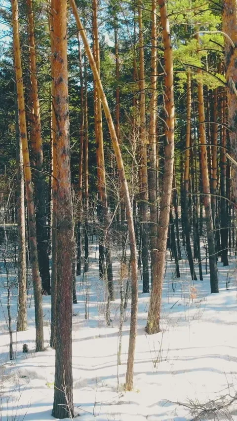 Motion through green thick forest with thin pine trees Video stock 317558650
