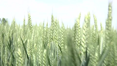 Motion through the green wheat field Stock Footage 300864764