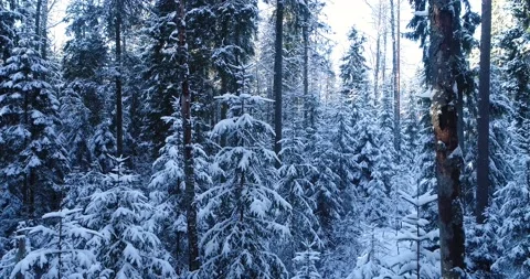 A motion through a snowy forest in Estonia Stock Footage 148122720
