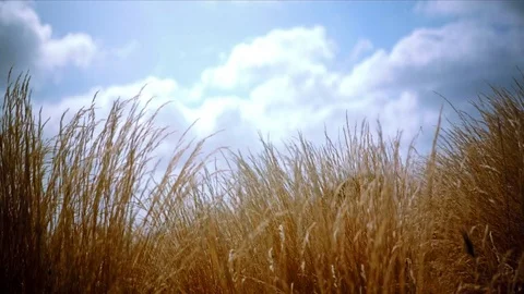 Motion through windy wheat with blue sky and clouds Stock Footage 74024186