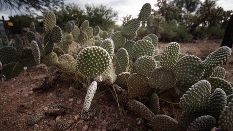 Motion time-lapse of cactus patch in desert with clouds and focus shift Stock Footage 102386478