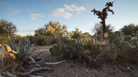 Motion time-lapse of desert cactus patch at sunset Stock Footage 102387666
