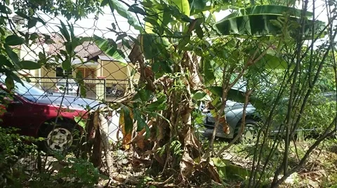 Motion time lapse of green plants, flowers and banana fruit tree on housing area Stock Footage 41149030