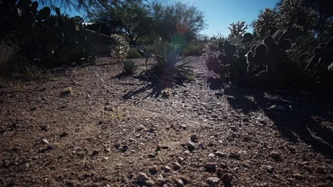 Motion Time-lapse of morning sun on desert with birds on cactus Video stock 102385293