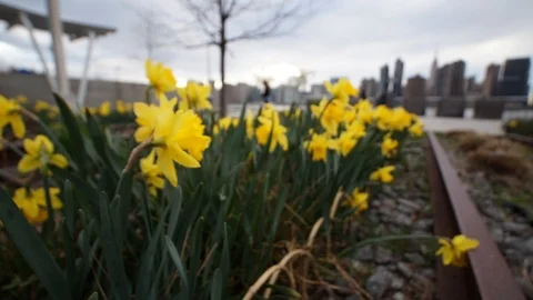 Motion time-lapse of spring flowers with a view of Midtown Manhattan Stock Footage 109428641
