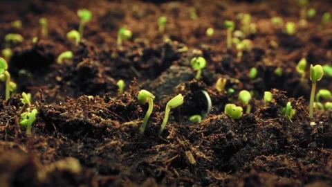 Motion timelapse group of sprouts grows Stock Footage 295379519