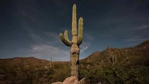 Motion timelapse of moonlit iconic cactus with starry sky Video stock 274032844