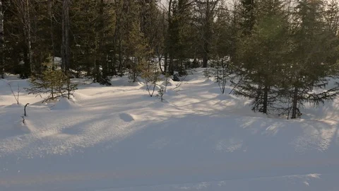 Motion to tiny pine sapling growing among thick snow cover Stock Footage 109207442