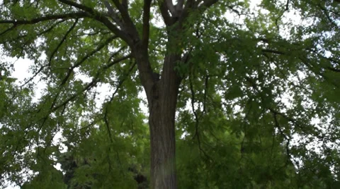 Motion tree Stock Footage 30294130