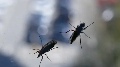 Motion of two insects on window with blur car moving at parking lot Stock Footage 90212924