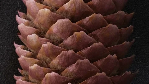 Motion video of a brown pine cone Video stock 164018452
