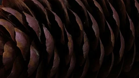 Motion video of a brown pine cone Video stock 164018480