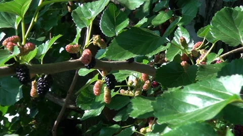 Motion of video camera along the branch of mulberry Stock-Footage 39718804