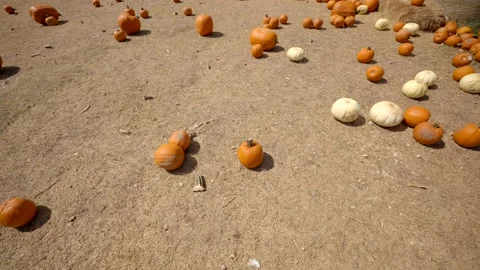 Motion video farm pumpkin patch 4k 库存影片 163678459