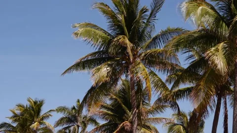 Motion video palm trees on blue sky parallax effect Stock Footage 151298525