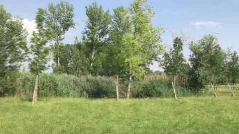 Motion video sequence on park "Enzo Ferrari" Modena Stock Footage 91831067