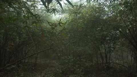 Motion video shot of deep green jungle Stock Footage 230035372