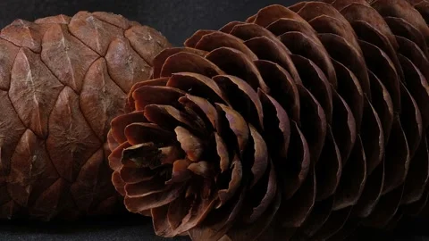 Motion video of two brown pine cone Stock Footage 164018412