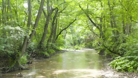 Motion view of a river surrounded by trees and plants in the middle of a forest Stock Footage 136924136